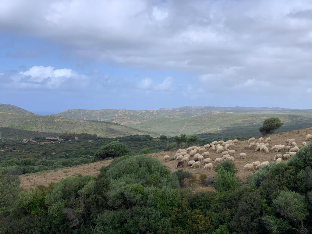 Isola Rossa Appartamenti Paduledda Экстерьер фото